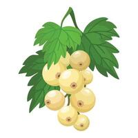 Fresh white currant berries with leaves illustration vector