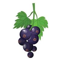 Blackcurrant bunch with green leaves vector