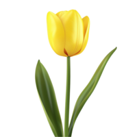 Generated AI yellow tulip flower on transparent background png