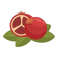 Fresh pomegranate illustration with leaves vector