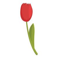 Graphic illustration of a single red tulip with green leaves on a white background vector