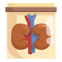 Educational graphic of human kidneys with vascular structure on a light background vector