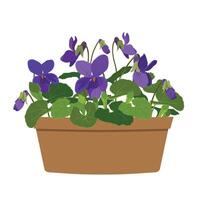 Violet odorata in a clay pot on a white background. Purple flowers and buds, leaves of a forest bush. A fragrant plant. vector