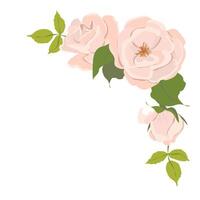 Rose flower bouquet, corner composition, design element isolated on white background. White and cream roses in flat style. Element for the design of wedding invitations. vector