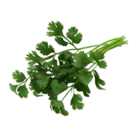 3D Rendering of a Green Parsley on Transparent Background png