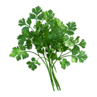 3D Rendering of a Green Parsley on Transparent Background png