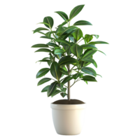 3D Rendering of a Green Plant in Pot on Transparent Background png