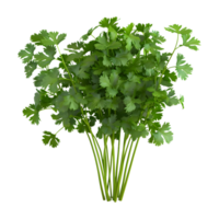 3D Rendering of a Green Parsley on Transparent Background png