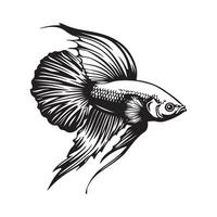 Beautiful Betta Fish illustration Stock image isolated on white vector