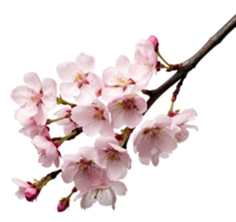 cherry blossom isolated on transparent background png