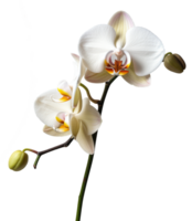 orquídea flor aislado en transparente antecedentes png