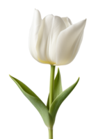 tulips isolated on transparent background png