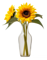 sun flower in vase isolated on transparent background png