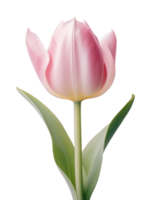 tulips isolated on transparent background png