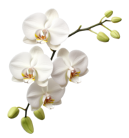 orquídea flor aislado en transparente antecedentes png