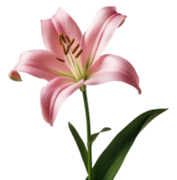 lily flower isolated on transparent background png