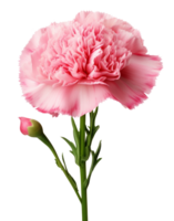 carnation flower isolated on transparent background png