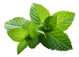 isolé Frais menthe feuilles sur transparent Contexte aromatique herbe avec médicinal qualités pour en bonne santé cuisine et Naturel fraîcheur dans la nature png