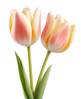 Tulpen isoliert auf transparent Hintergrund png