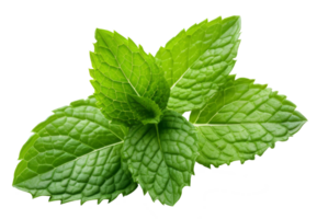 Isolated Fresh Mint Leaves on transparent background Aromatic Herb with Medicinal Qualities for Healthy Cooking and Natural Freshness in Nature png