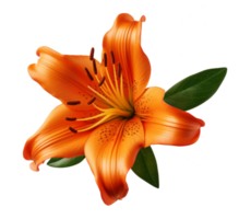 lily flower isolated on transparent background png