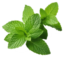 Isolated Fresh Mint Leaves on transparent background Aromatic Herb with Medicinal Qualities for Healthy Cooking and Natural Freshness in Nature png