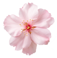 cereja Flor isolado em transparente fundo png