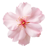 Cerise fleur isolé sur transparent Contexte png