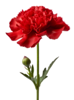 clavel flor aislado en transparente antecedentes png