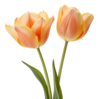 tulips isolated on transparent background png