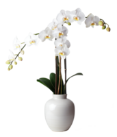 orchid flower isolated on transparent background png