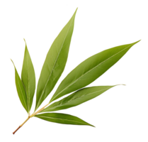bamboo leaf isolated on transparent background png
