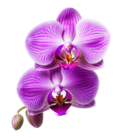 orchid flower isolated on transparent background png