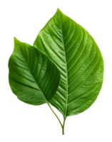 betel leaf isolated on transparent background png