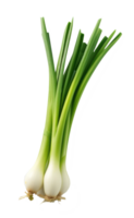 spring onions isolated on transparent background png