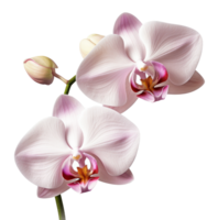 orchid flower isolated on transparent background png
