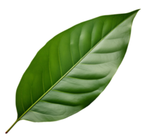 mango leaf isolated on transparent background png