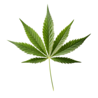 hemp leaf isolated on transparent background png