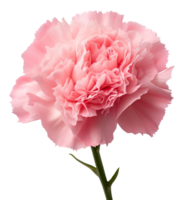 carnation flower isolated on transparent background png