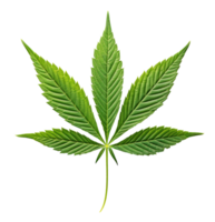 hemp leaf isolated on transparent background png