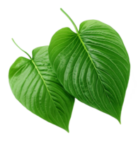 betel leaf isolated on transparent background png