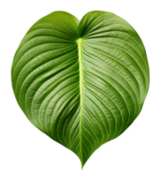 betel leaf isolated on transparent background png