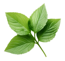 holy basil leaf isolated on transparent background png