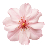 Cerise fleur isolé sur transparent Contexte png