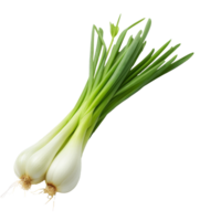 spring onions isolated on transparent background png