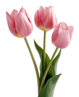 tulips isolated on transparent background png