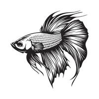 Beautiful Betta Fish illustration Stock image isolated on white vector