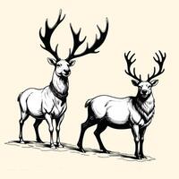 Hand Drawn Reindeers Illustration vector