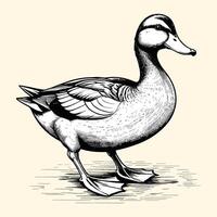 Hand Drawn Duck Engraved Style Illustration vector