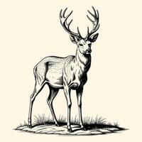 Reindeer Illustration In Engraved Style vector